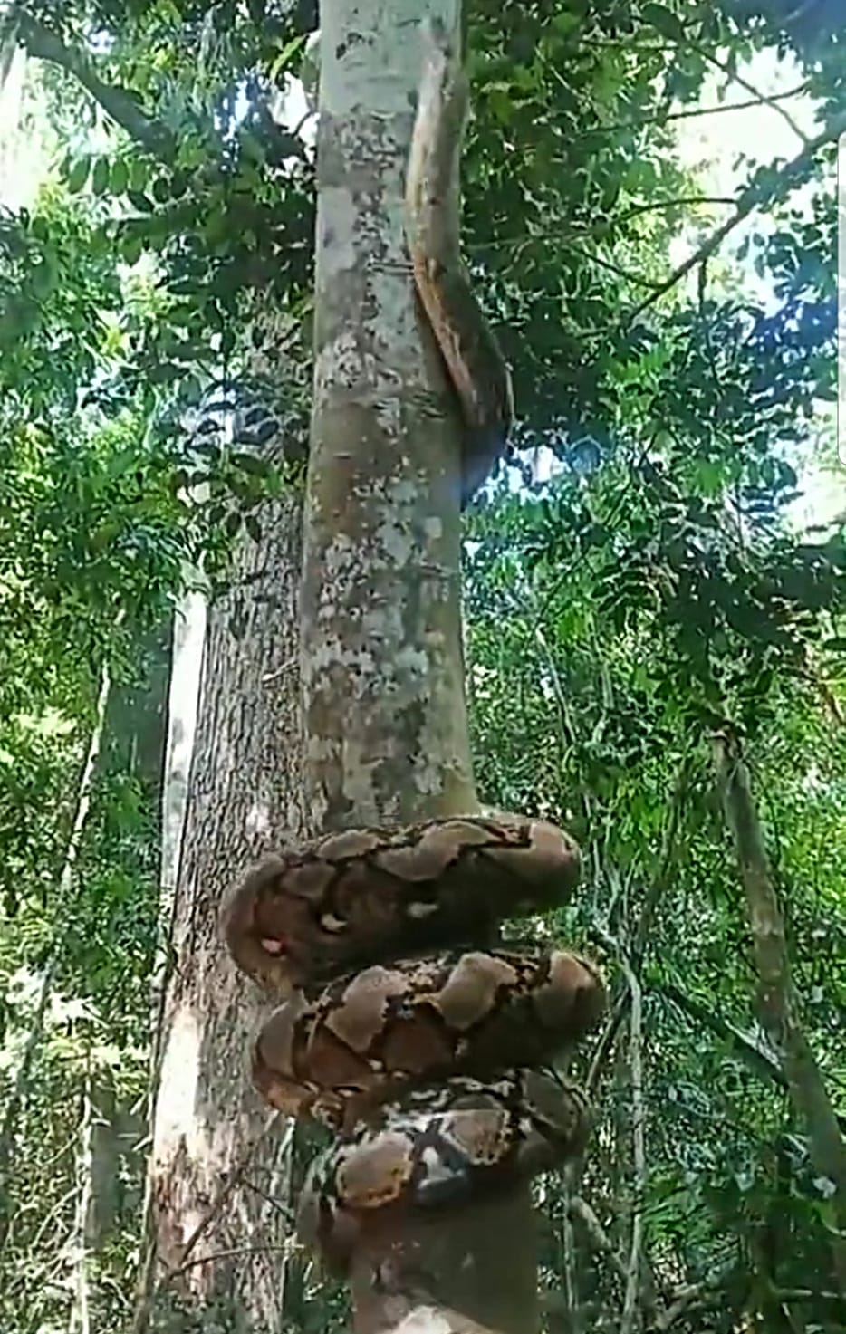Video, thrilling and scary watching a giant python climb a tree Video