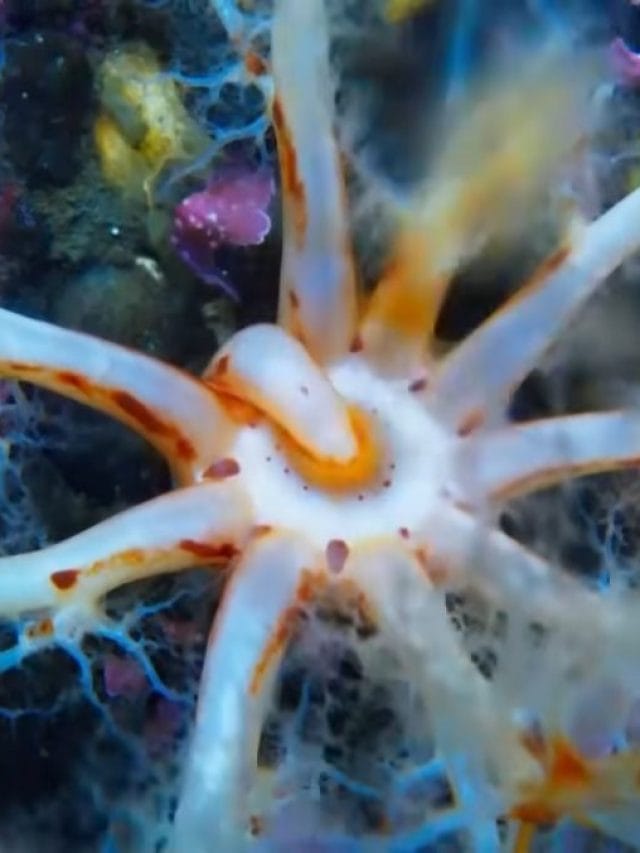 खाना खाते अजीबो-गरीब समुद्री जीव का वीडियो हुआ वायरल, देखकर पैरों तले खिसक जाएगी जमीन