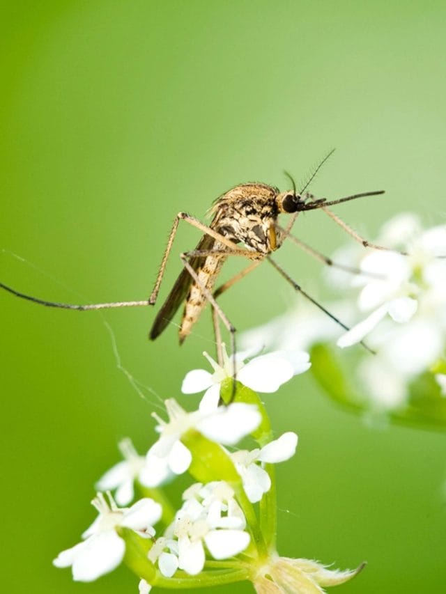 क्यों मनाया जाता है विश्व मच्छर दिवस?