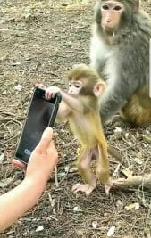 Video : जब मोबाइल गेम खेलने के लिए मचल गया बंदर का बच्चा, देखिये वीडियो