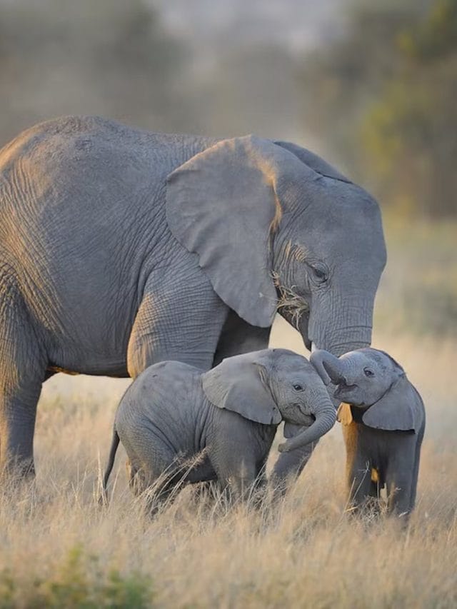 जानिए हाथियों से जुड़े रोचक तथ्य..