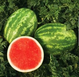 Video : वॉटरमेलन जूस बनाने का अनोका तरीका, स्वाद के साथ सेहत भी भरपूर