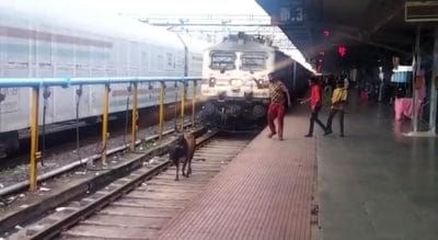 जब बैल ने रोकी पंजाब मेल, देखिए फिर क्या हुआ !