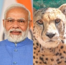 पीएम नरेंद्र मोदी अपने जन्मदिन पर MP को देंगे सौगात, कूनो नेशनल पार्क में छोड़ेंगे चीते