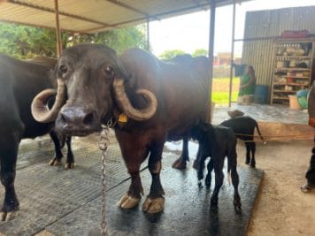 भैंस ने दिया जुड़वा बच्चों को जन्म, सुनने वाला हर कोई हैरान