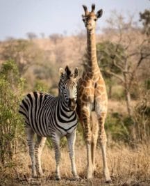 चीतों के बाद अब मध्यप्रदेश में जल्द आयेंगे अफ्रीकन जेब्रा और जिराफ़