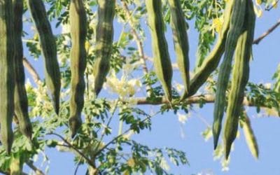 Super Food Drumstick : सहजन की फलियों से लेकर पत्तियां और छाल तक, सब औषधीय गुणों से भरपूर