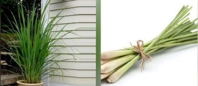 सेहतमंद गुणों से भरपूर होता है Lemon Grass, नींबू जैसी होती है सुगंध, फायदे जानकर रह जाएंगे दंग