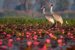 gulawat lotus valley