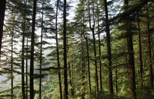 Kanatal Hill Station