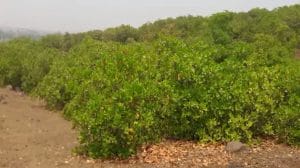 Cheapest Market Of Dry Fruit