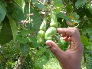 Cheapest Market Of Dry Fruit