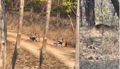 ना कुछ बोला ना छुआ, बाघिन के डर से पेड़ पर चढ़ा तेंदुआ