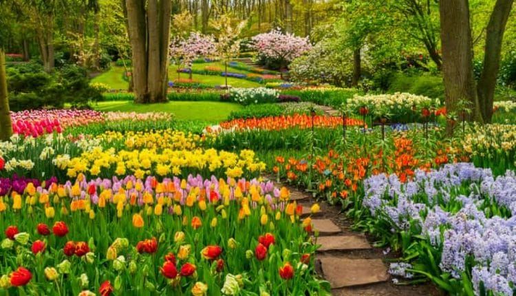 Most Beautiful Garden