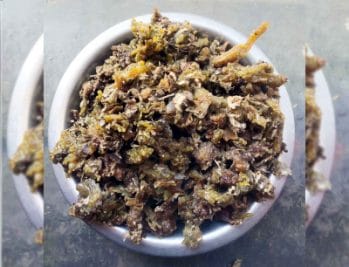 Morena News : चंबल के बीहड़ों में उगने वाली संजीवनी विलुप्ति की कगार पर