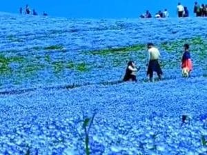 Valley Of Blue Flowers