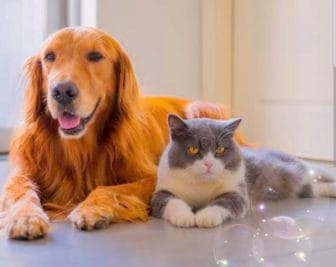 अब अगर पालतू जानवर पालना है तो करना होगा नियमों का सख्ती से पालन