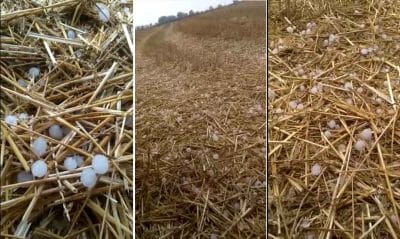 Jabalpur News : किसानों के लिए फिर आफत बनी बेमौसम बारिश, फसलों को भारी नुकसान