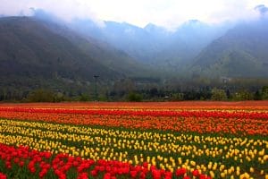 Asia Largest Tulip garden