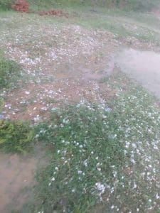 MP News : बेमौसम बारिश और ओलों ने किसानों की उम्‍मीदों पर फेरा पानी, गेहूं और सरसों की फसल में भारी नुकसान