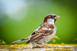 World Sparrow Day