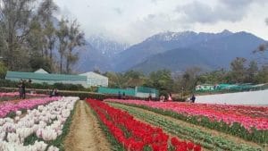 Tulip Garden