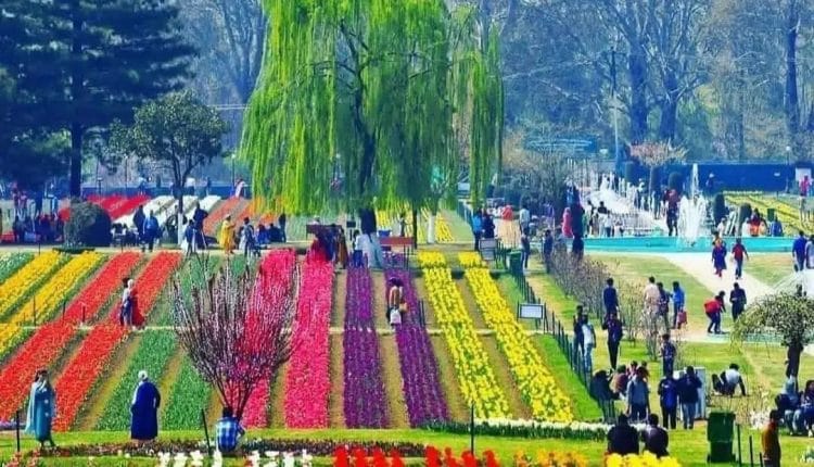 Asia Largest Tulip garden