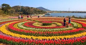 Asia Largest Tulip garden