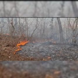 दमोह: मनका के जंगलों में लगी आग, मौके पर पहुंची पुलिस और फायर ब्रिगेड की टीम