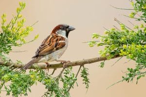 World Sparrow Day