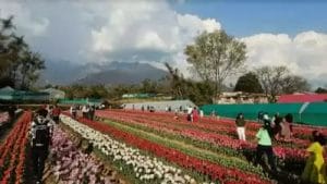 Tulip Garden