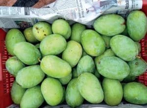 Cities Famous For Mango