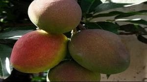 Most Expensive Mango