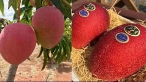 Most Expensive Mango