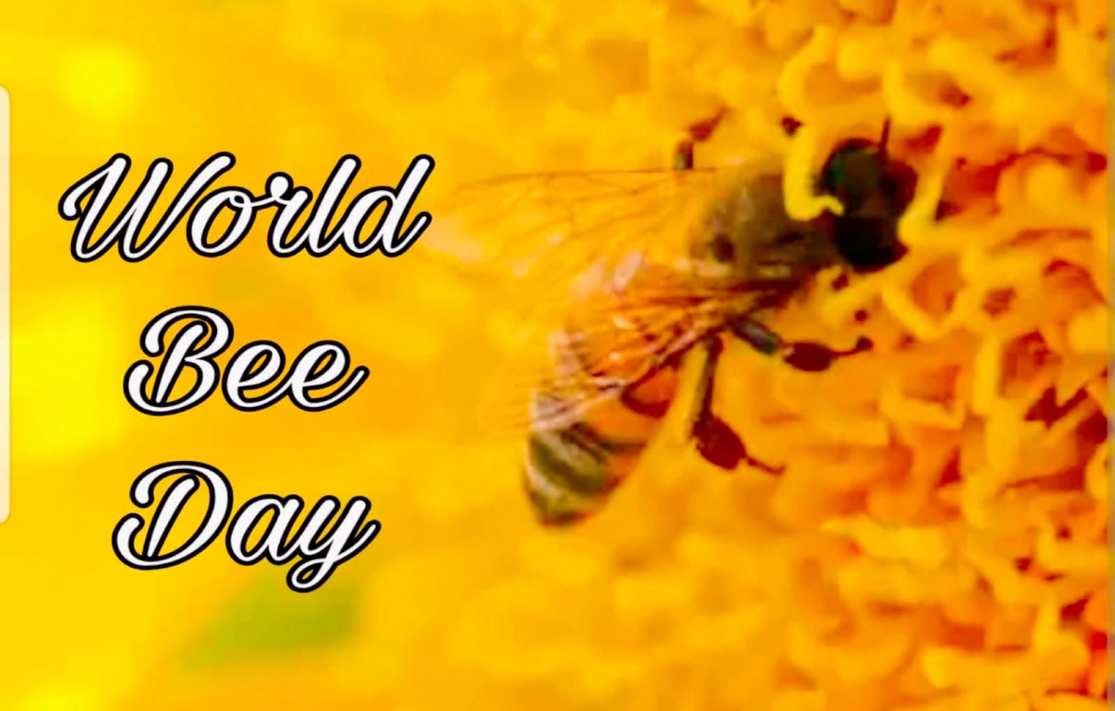 World Bee Day 2023 मधुमक्खियां खत्म हो गई तो मिट जाएगा इंसान का