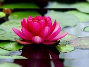 Most Beautiful Flowers