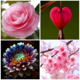 Most Beautiful Flowers: ये है दुनिया के 10 सबसे खूबसूरत फूल, विश्व भर में है प्रसिद्ध