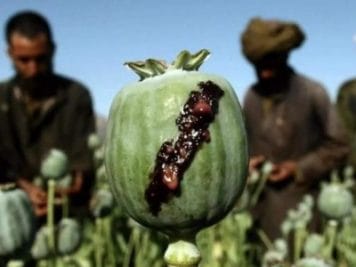 800 किसानों की अफीम के परीक्षण का रिजल्ट जारी, काश्तकारों ने परिणामों पर जताया संतोष