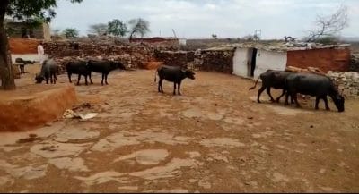 ऊर्जा मंत्री के जिले में बड़ी लापरवाही, खंबे में करंट आने से गर्भवती भैंस की मौत, भटक रहा पशुपालक