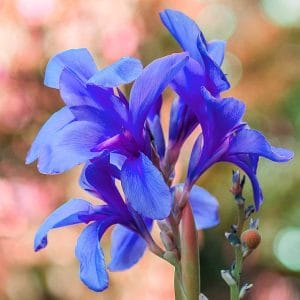 Most Beautiful Flowers