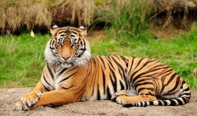 स्टेट टाइगर स्ट्राइक फोर्स के हाथ लगी बड़ी सफलता, फरार वन्य प्राणी तस्कर ताशी शेरपा दार्जिलिंग से गिरफ्तार, 2015 से था फरार