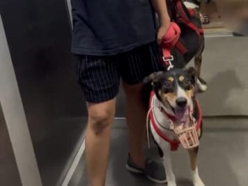 प्रेग्नेंट महिला ने लिफ्ट में कुत्ते को मास्क पहनाने को कहा, जवाब मिला ‘आप जैसे लोगों को ही काटते हैं कुत्ते’