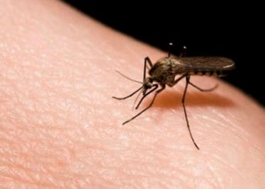 Viral Video : मच्छर मारने के चक्कर में तोड़ लिया पैर, वीडियो देखकर आप भी पकड़ लेंगे सिर