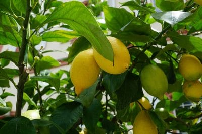 Lemon Leaves Benefits: नींबू की पत्तियां सेहत के लिए फायदेमंद, सिर्फ सूंघने से ही दूर होती हैं कई बीमारियाँ