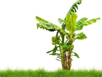 केले के पेड़ की जड़ का ये उपाय बना देगा रंक से राजा, रातोंरात दिखाएगा कमाल, आज ही आजमाएं