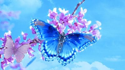 क्या आप जानते हैं अपने पैरों से स्वाद लेती है तितली, जानिए तितलियों के बारे में 10 रोचक तथ्य