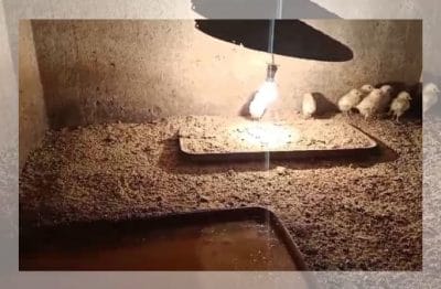 इंदौर जू प्रबंधन ने ठंड में पशु-पक्षियों के लिए की विशेष व्यवस्था, पिंजरों में हीटर के साथ किए अन्य इंतजाम