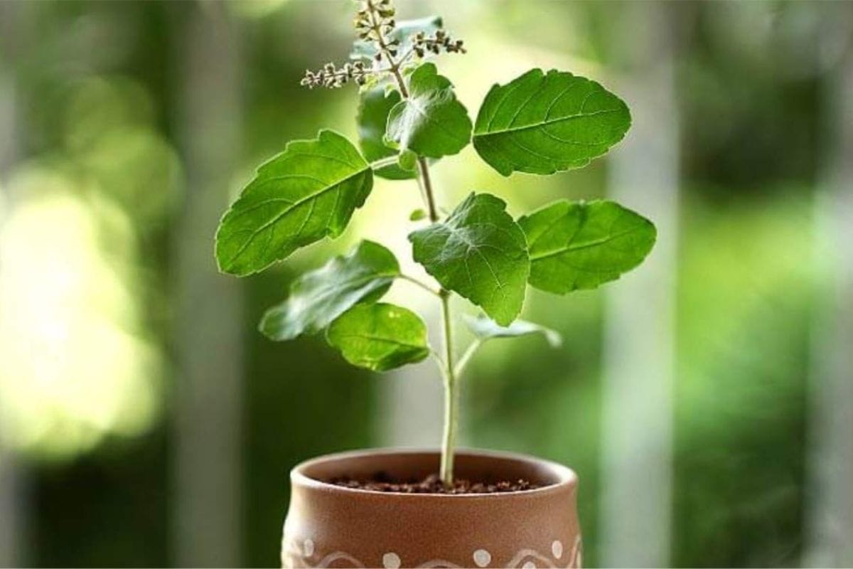 tulsi poojan