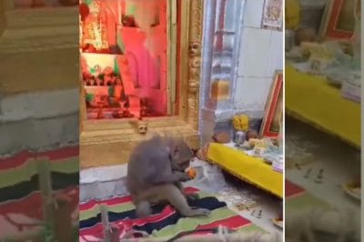 अखंड रामायण पाठ के दौरान श्रीराम मंदिर में पहुंचा वानर, वीडियो हुआ जमकर वायरल
