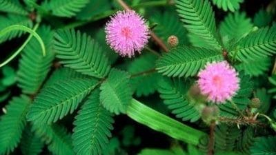 शनि दोष से मुक्ति पाने के लिए कब और कितनी बार लगानी चाहिए शमी के पौधे की परिक्रमा, जानें विस्तार से